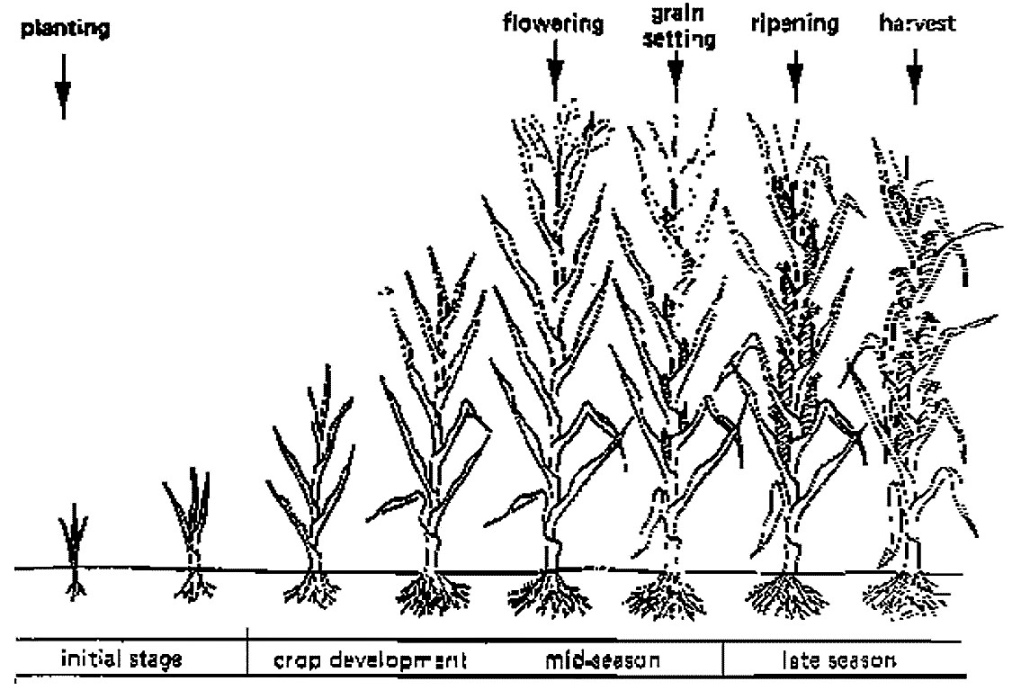 Growth stage of a crop. Source: FAO (1986)