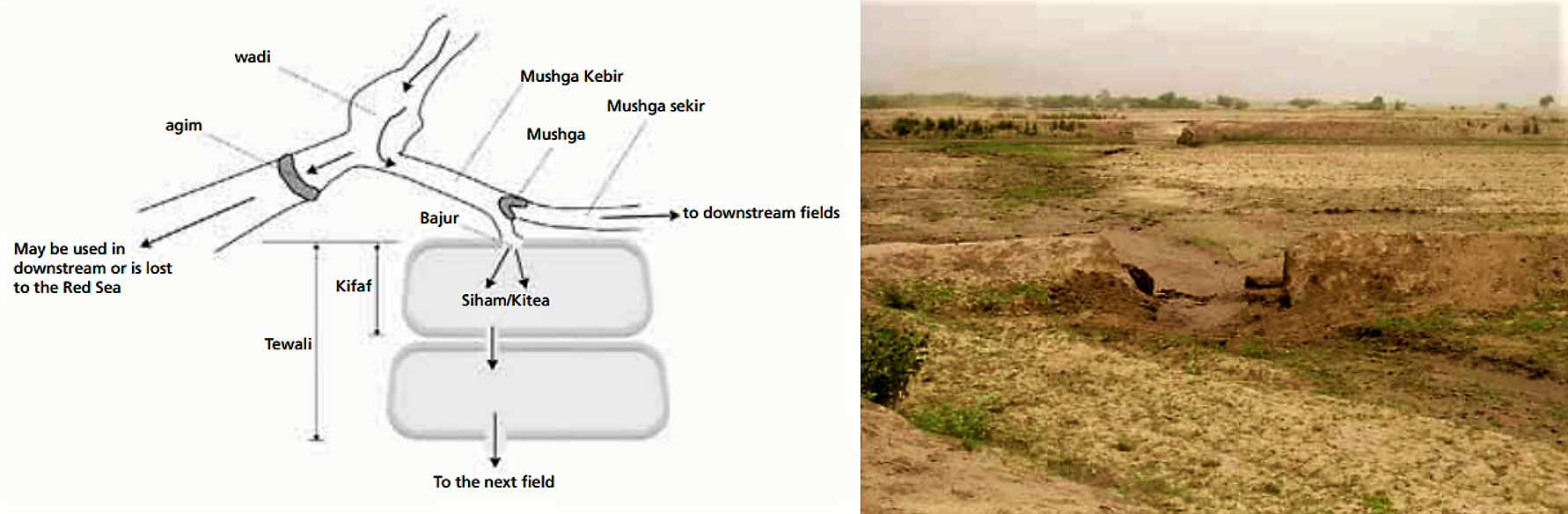 A field-to-field distribution in Eritrea. The picture on the right side shows cuts on the bunds to irrigate the next field. Source: FAO (2010)       