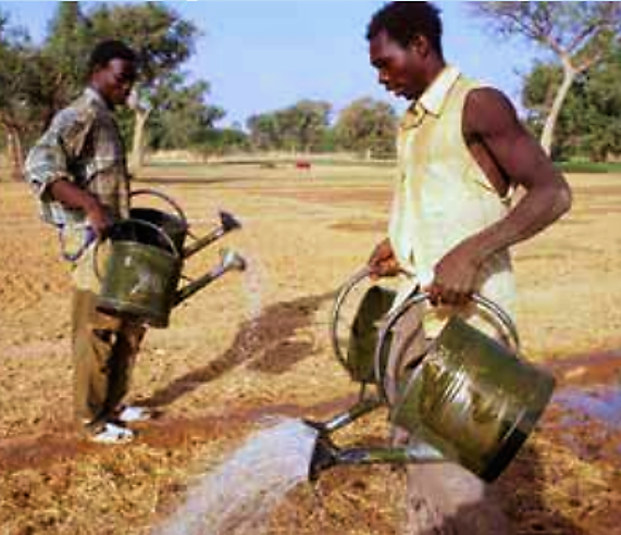 Farmers in Africa irrigate a field with watering cans. The rose on the top of the outlet creates a sprinkler effect. A carry-pole across the shoulders as done in many parts of Asia would simplify the irrigation work. Source: FAO (2011) 