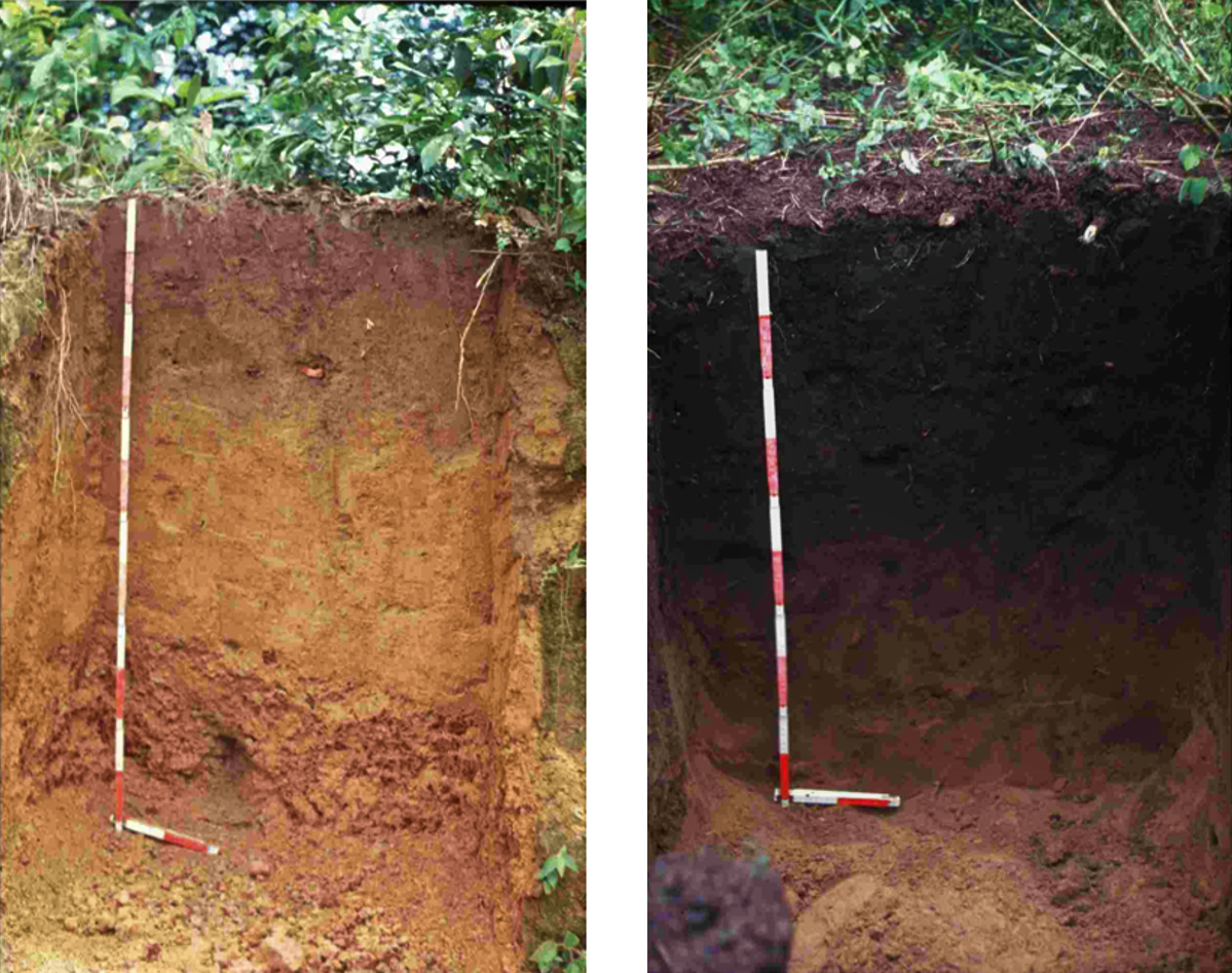 A typical soil from the Amazonian region (Left). The fertile, carbon rich terra preta (black soil). Source: GUENTHER (2007)