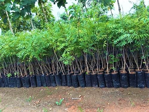 Neem trees before planted into the soil. Source: INDIAMART (n.y.)