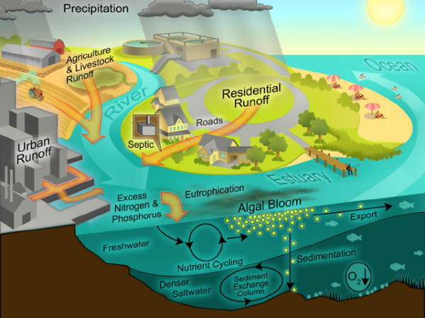 Cultural eutrophication model. Source: PROJECT EUTROPHICATION (n.y) 