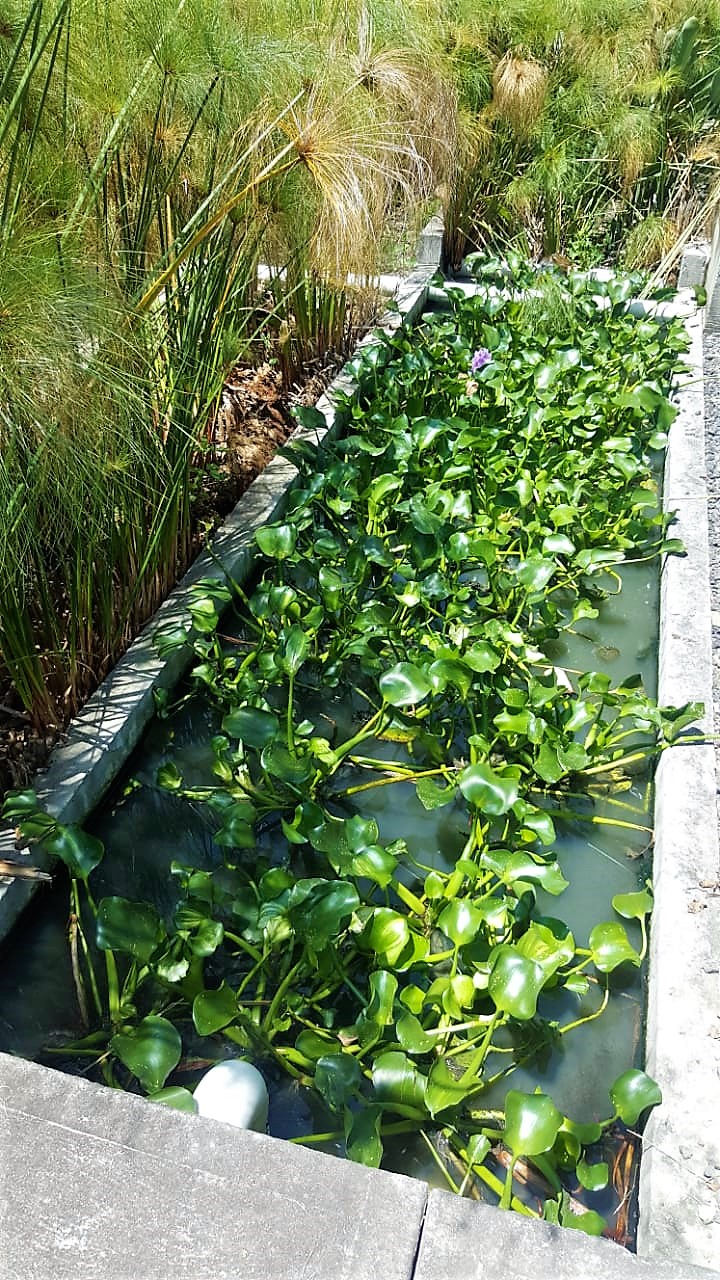 Humedal con plantas flotantes