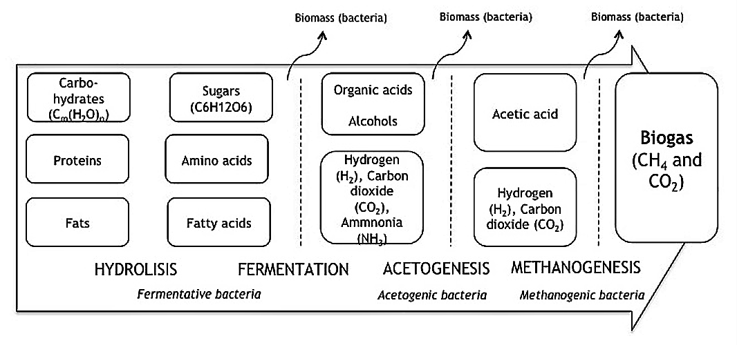 Anaerobic digestion: complex organic molecules, proteins and fats are broken down in a four-step process in to a mixture of methane (CH4) and carbon dioxide (CO2) and some trace gases. The biogas can be collected and the CH4 be used as a combustible. Source: SPUHLER (2010)
