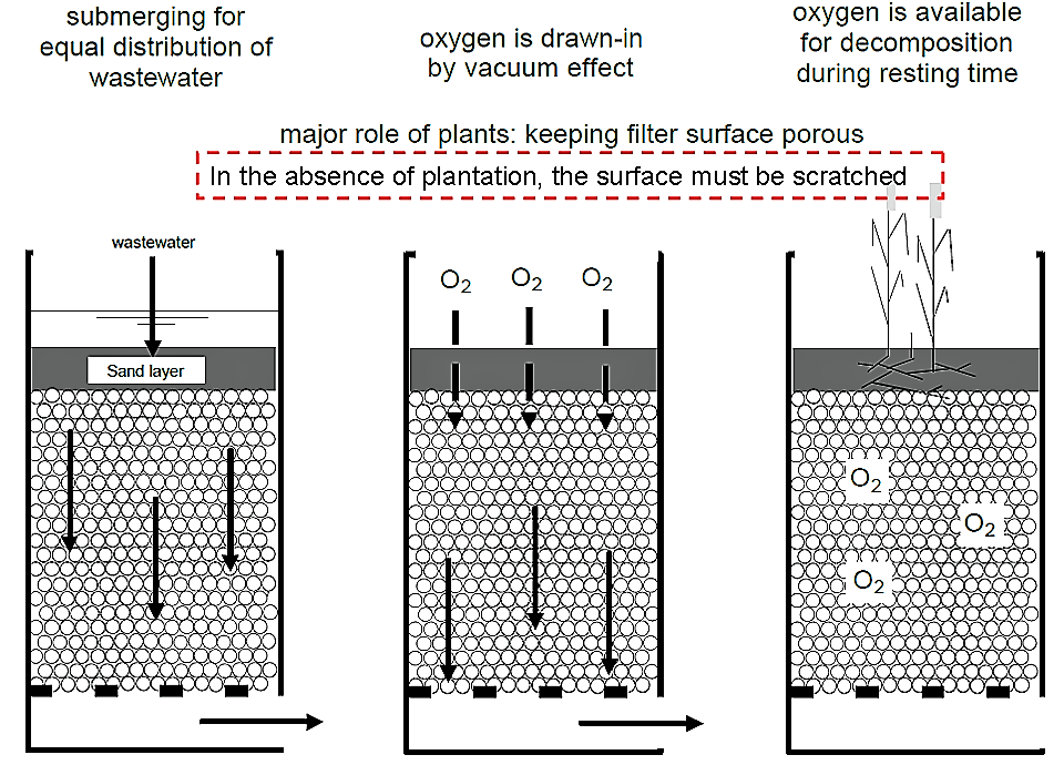 The principle of a vertical filter (planted or unplanted). Source: STAUFFER (n.y.) adapted from SASSE (1998)