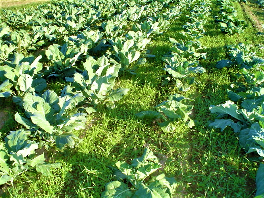 A field of cover crops: in between the collards in this field is a cover crop mix of rye, hairy vetch and crimson clover, which provides a lush cover protecting the soil from harsh winds and eroding/compacting rains. Source: TILLER (2012)