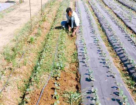 top 28 definition of mulching in agriculture top 28 top 28 definition of mulching in agriculture top 28