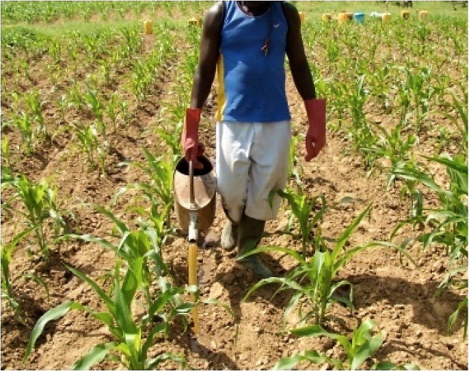 Application of urine with watering can on bigger fields in Burkina Faso. Source: DAGERSKOG (2009)