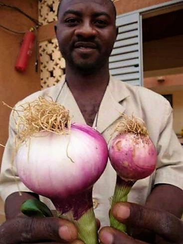 Farmer in Burkina Faso with onions that are fertilised with urine (left) and without urine (right). Source: DAGERSKOG (2009)