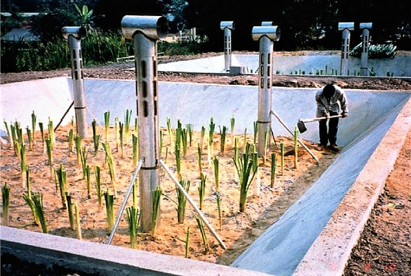 Planted sludge drying beds, also designated as reed beds or constructed wetlands, could minimise the need for frequent removal of dried sludge as they can be operated for several years before sludge removal becomes necessary. Source: EAWAG/SANDEC (2008)