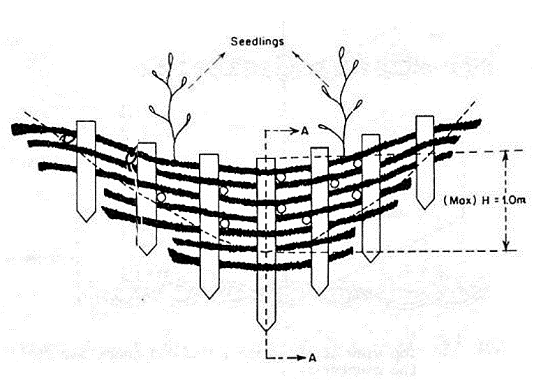 Brushwood check dam placed across the gully. Source: FAO (1986)