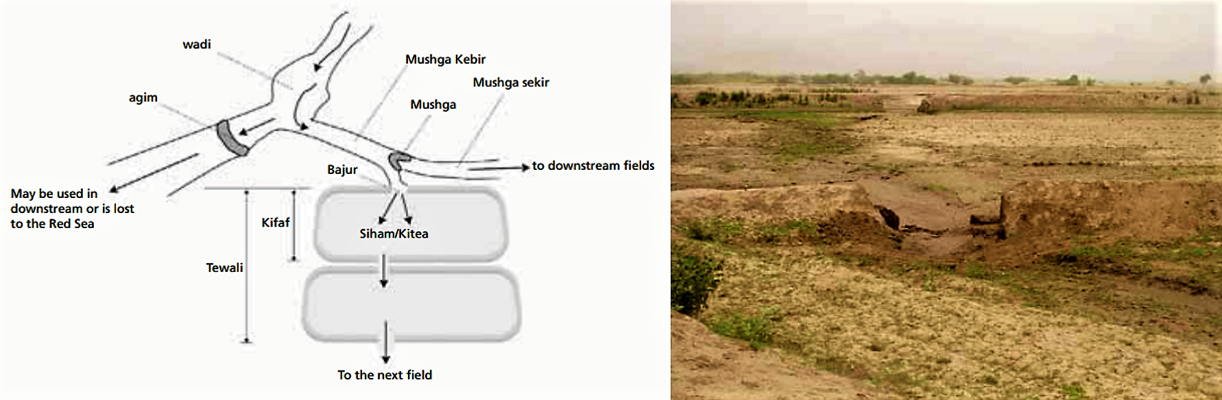 A field-to-field distribution in Eritrea. The picture on the right side shows cuts on the bunds to irrigate the next field. Source: FAO (2010)