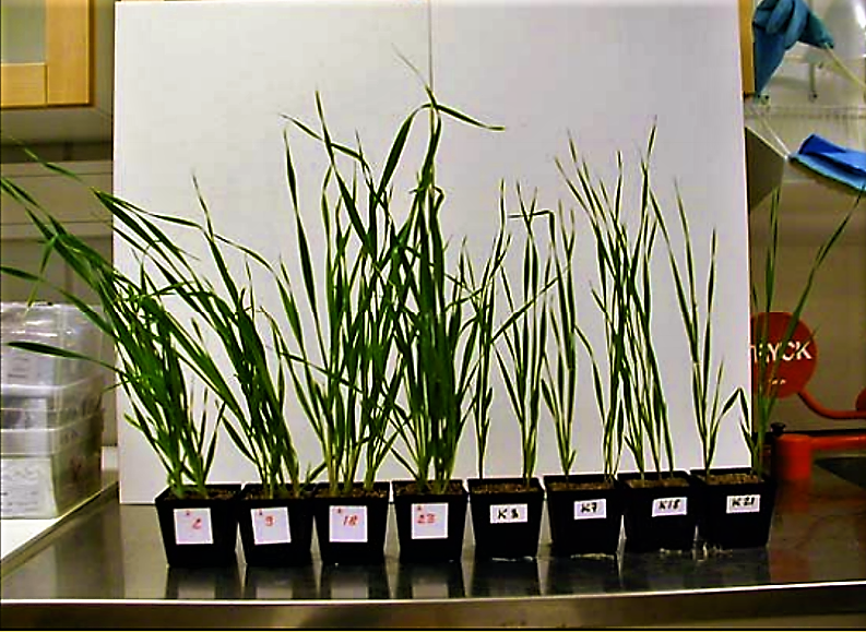 This development leads to water scarcity and conflicts worldwide and seriously undermines progress towards achieving the MDGs. Wheat grown in sand, fertilised with Struvite (pots with red mark) compared to controls. Source: GANROT (n.y.).