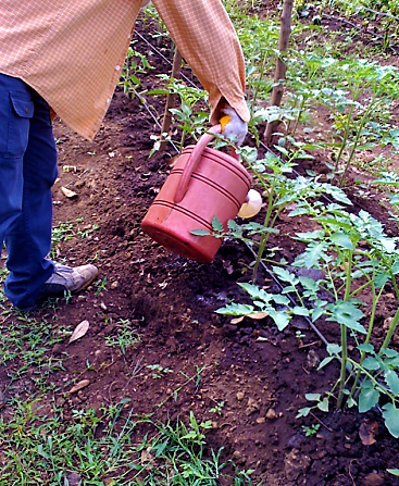 Small-scale application of diluted urine with watering can in the Philippines. Source: GENSCH (2013)