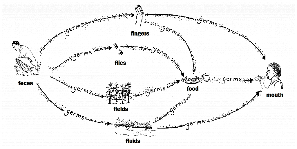 Faecal-oral transmission routes include: Fingers, flies (and other insects), fields (agriculture), food, and fluids, e.g. contaminated water. Source: HESPERIAN & UNDP (2004)