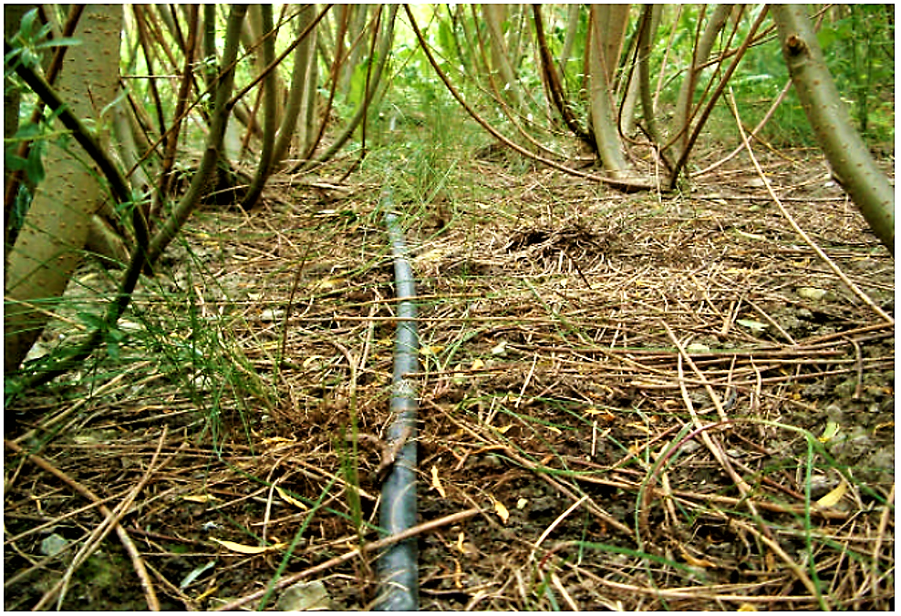 An irrigation pipe placed in a double-row of a willow plantation. Source: LARSSON et al. (2003)