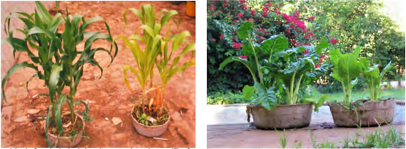 Plant growth of maize and spinach after 2 months treatment with diluted urine (left part of each picture) compared to water application only (right part of each picture). Source: MORGAN (2004)