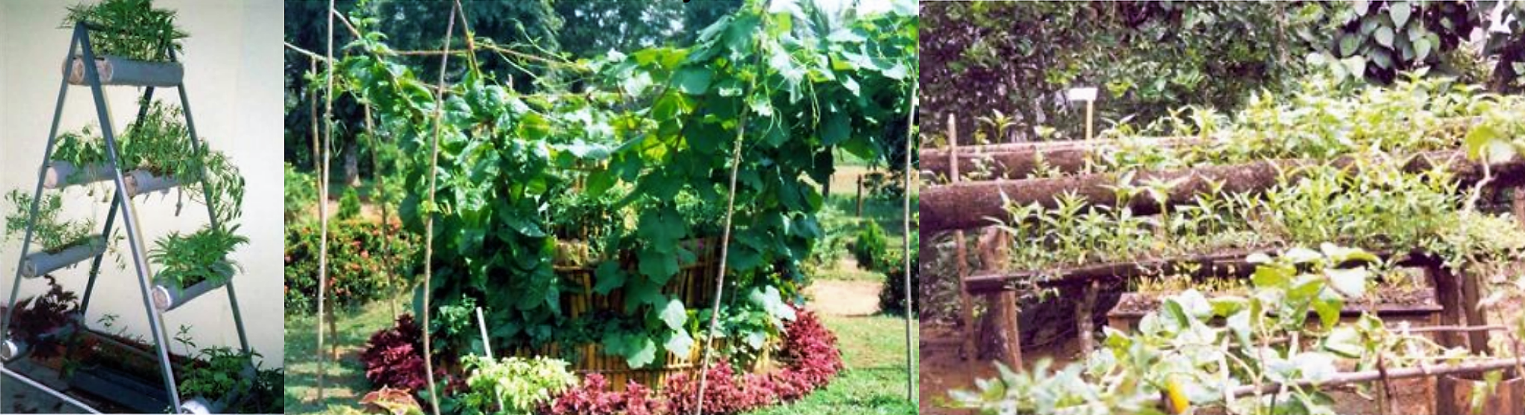 Cultivation ladder, cultivation pyramid, cultivation rack, Gampaha, Sri Lanka. Source: RANASINGHE (2007)