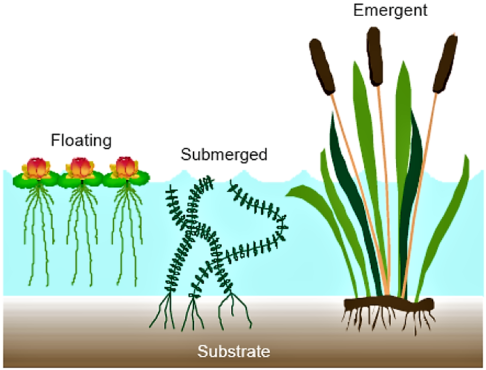 Plants for free-water surface flow constructed wetlands. Source SA’AT (2006)            