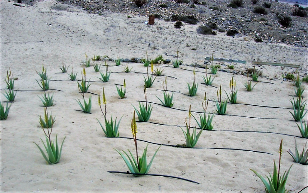 Fog water used for growing Aloe Vera with a drip irrigation system at Faldo Verde, Chile