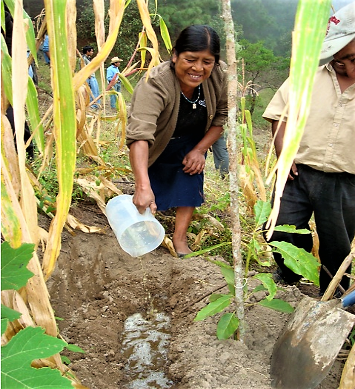 Farmer woman fertilises with urine, Oaxaca (Mexico). Source: STAUFFER (2009) 