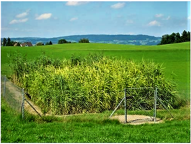 A vertical constructed wetland in Switzerland vegetated with Phragmites australis. Source: B. STAUFFER (2010)