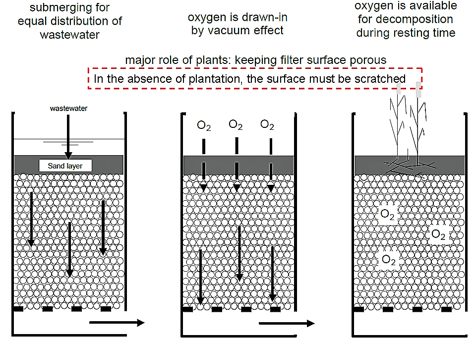 The principle of a vertical filter (planted or unplanted). Source: STAUFFER (n.y.) adapted from SASSE (1998)         