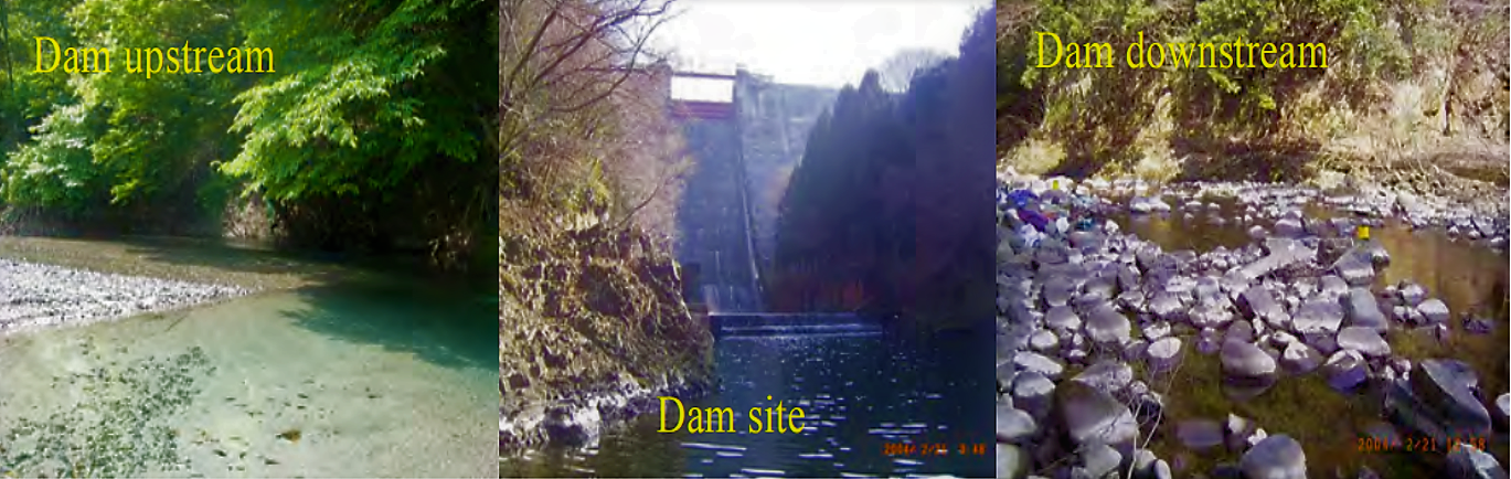 Comparison of the riverbed landscape between upstream and downstream reaches of the Yasugawa Dam in the Yasu River in central Japan. The dam is as old as 53 years and the distinctive riverbed armouring can be observed. White part of rocks indicates thick accumulation of organic matter originated from the reservoir