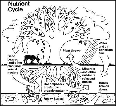 The basic nutrient cycle. Source: USDA NRCS & NSTA (2010)