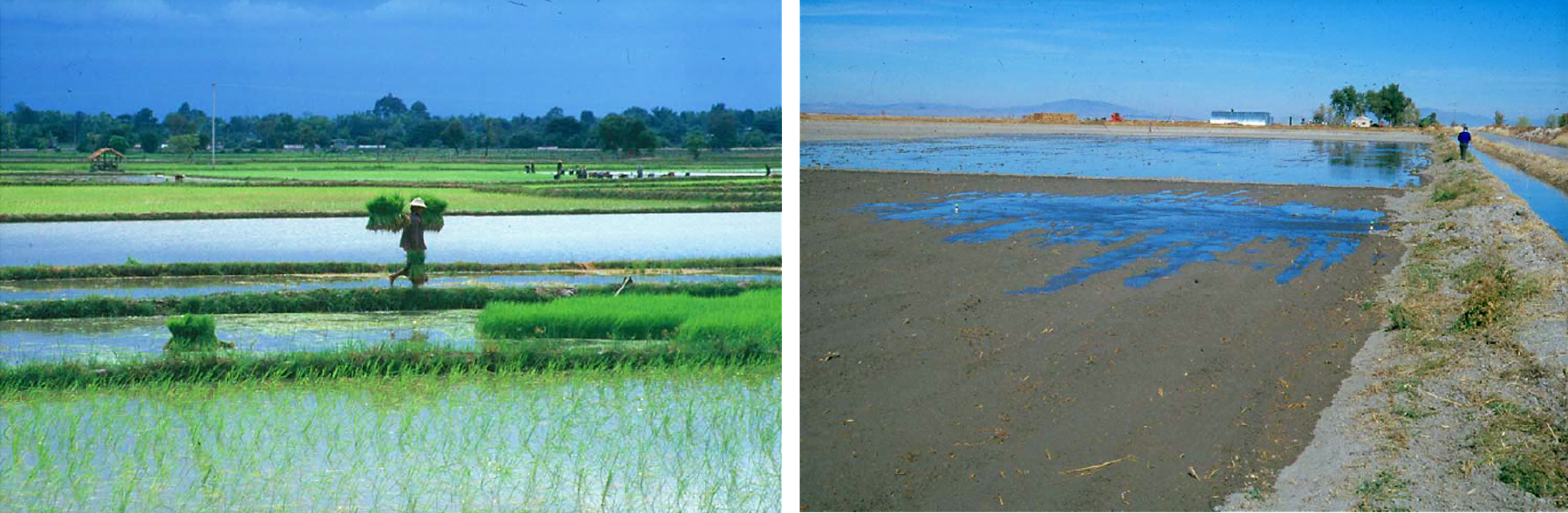 Two typical surface basin irrigation fields. Source: WALKER (2003)